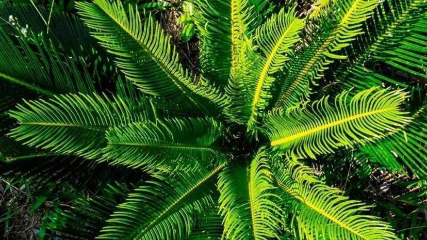 El toc verd que necessita casa teva: una planta elegant, resistent i fàcil de cuidar