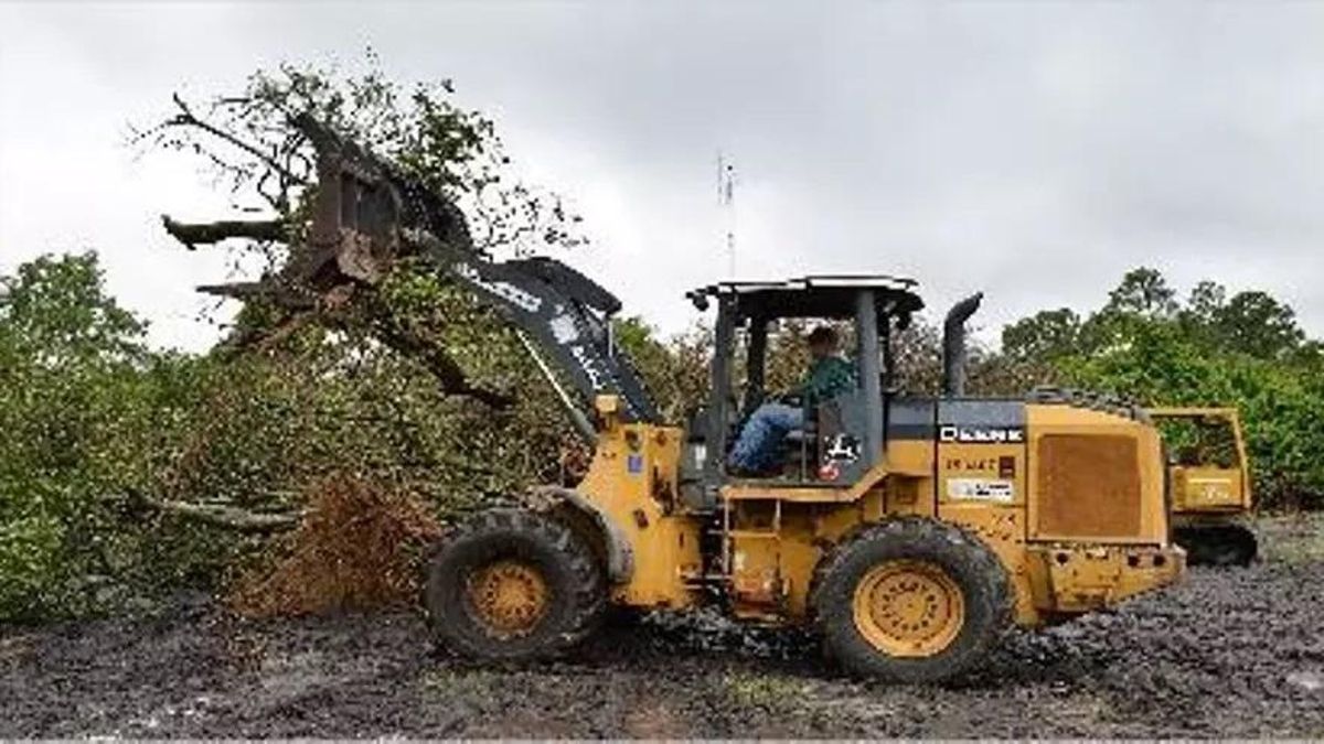 Destrucció de explotaciones de cítricos en Florida, en una imagen del 2013, por el HLB.