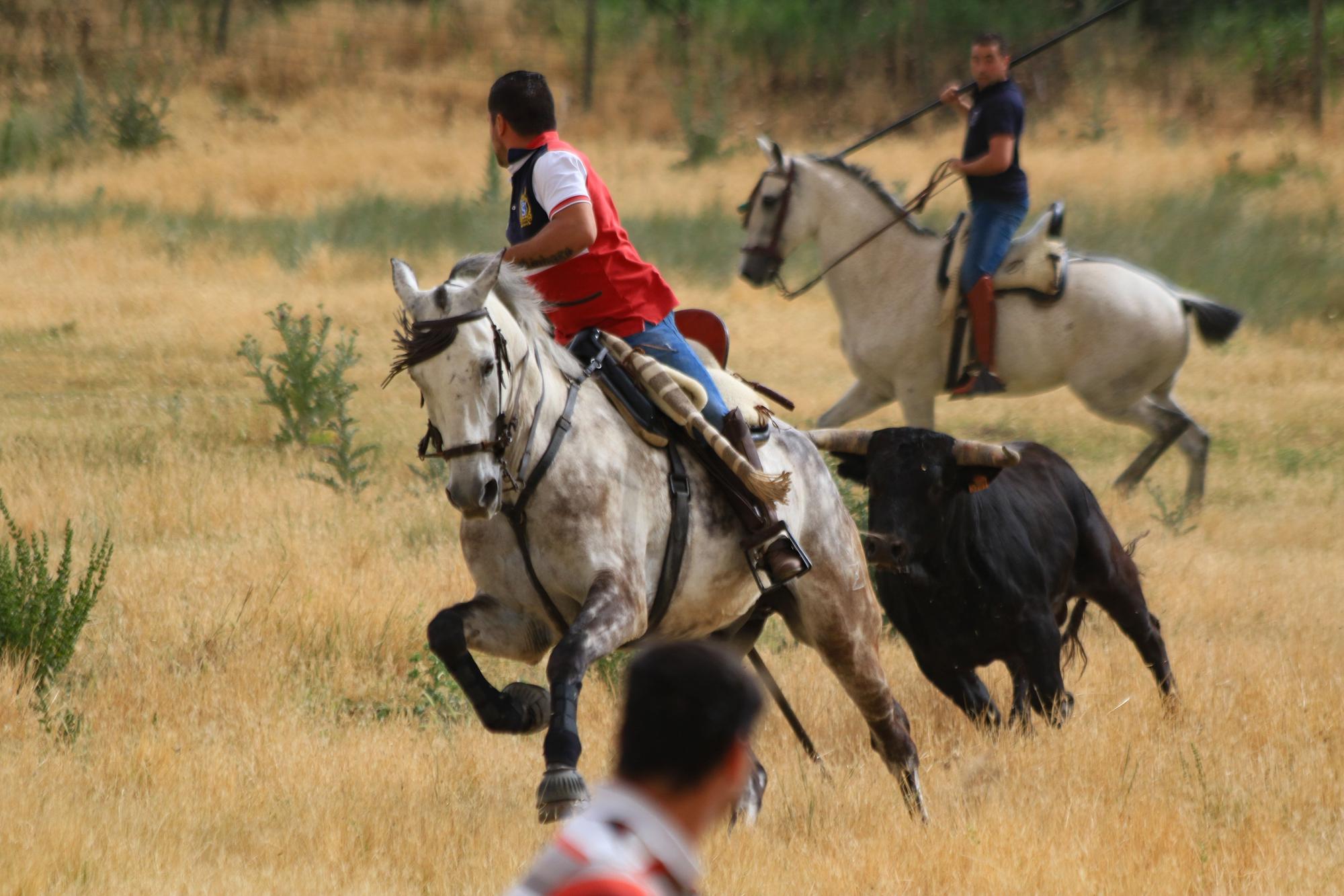 GALERÍA | Encierro mixto en Vadillo de la Guareña