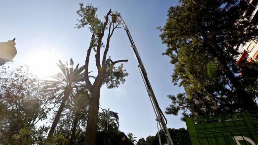 Poda en el parque de Canalejas para evitar caídas de ramas