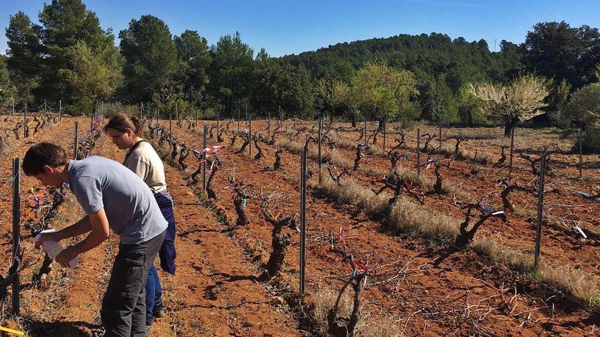 Técnicos de Aquactiva, en una explotación de viñedos de la provincia de Valencia