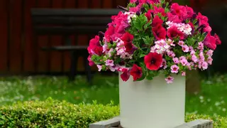 La guía definitiva para cultivar petunias en maceta