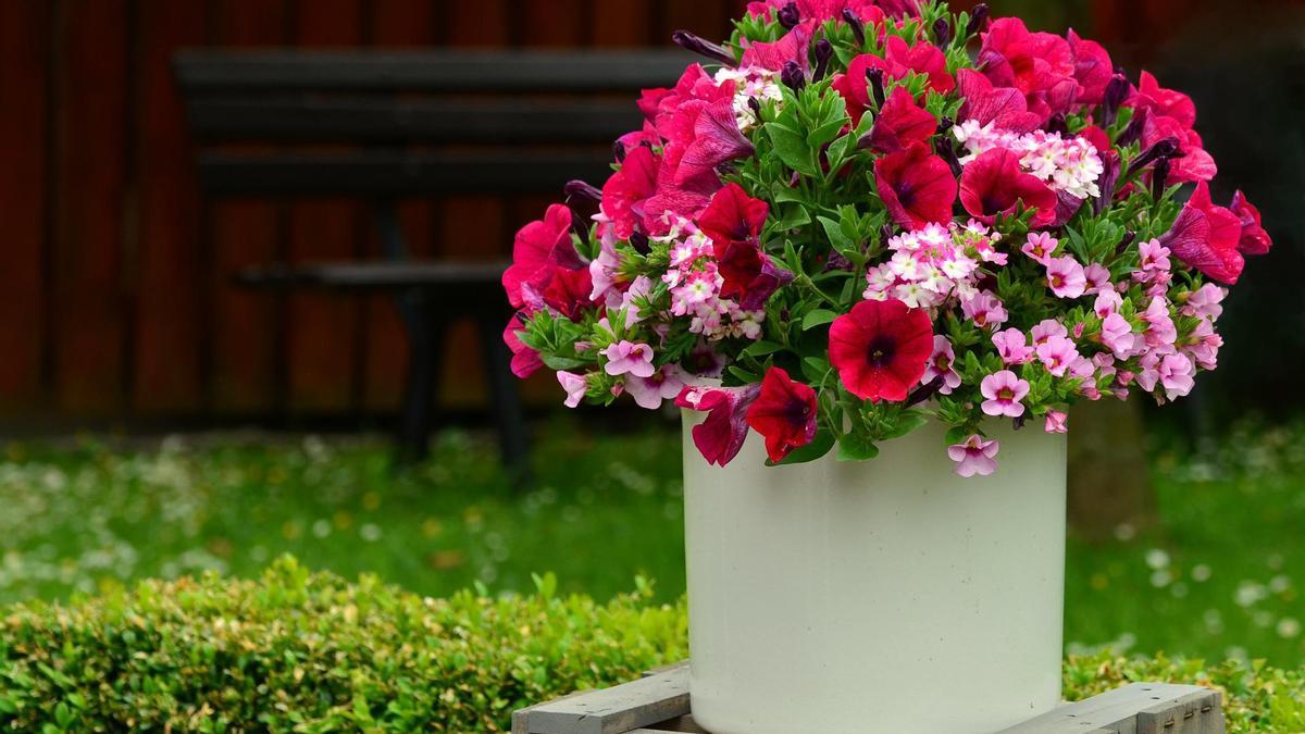 PLANTAS CON FLOR | Cómo plantar petunias en maceta