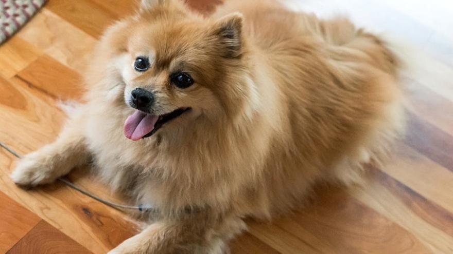 Pomerania: una de las razas de perros pequeños más tranquilos