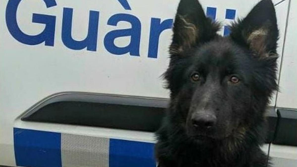 Uro, perro policía de la Unidad Canina de la Guardia Urbana de Barcelona