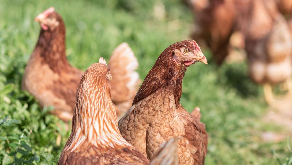 Gallinas ponedoras.