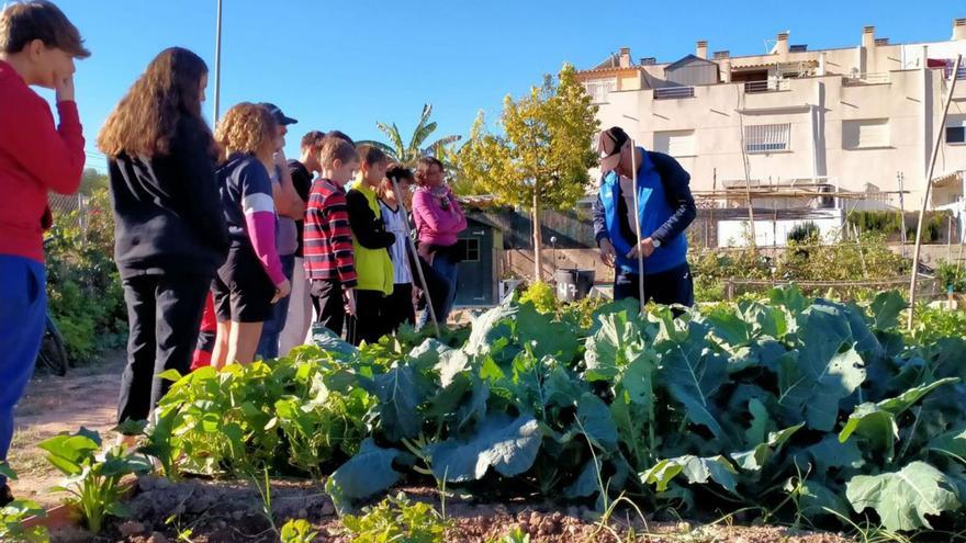 Alumnos del instituto Enric Valor aprenden agricultura ecológica
