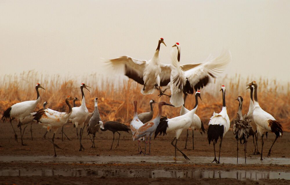 Santuarios de aves migratorias a lo largo de la costa del Mar Amarillo y el Golfo de Bohai en China