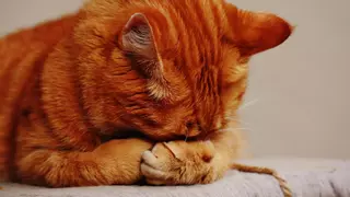 Los olores que tu gato no soporta y deberías evitar en casa