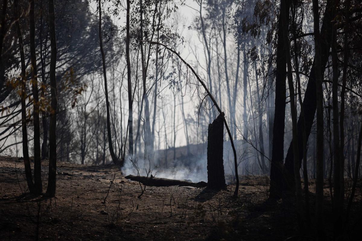 Zona afectada por el incendio forestal declarado en la localidad onubense de Niebla. Zona afectada por el incendio forestal declarado en la localidad onubense de Niebla.