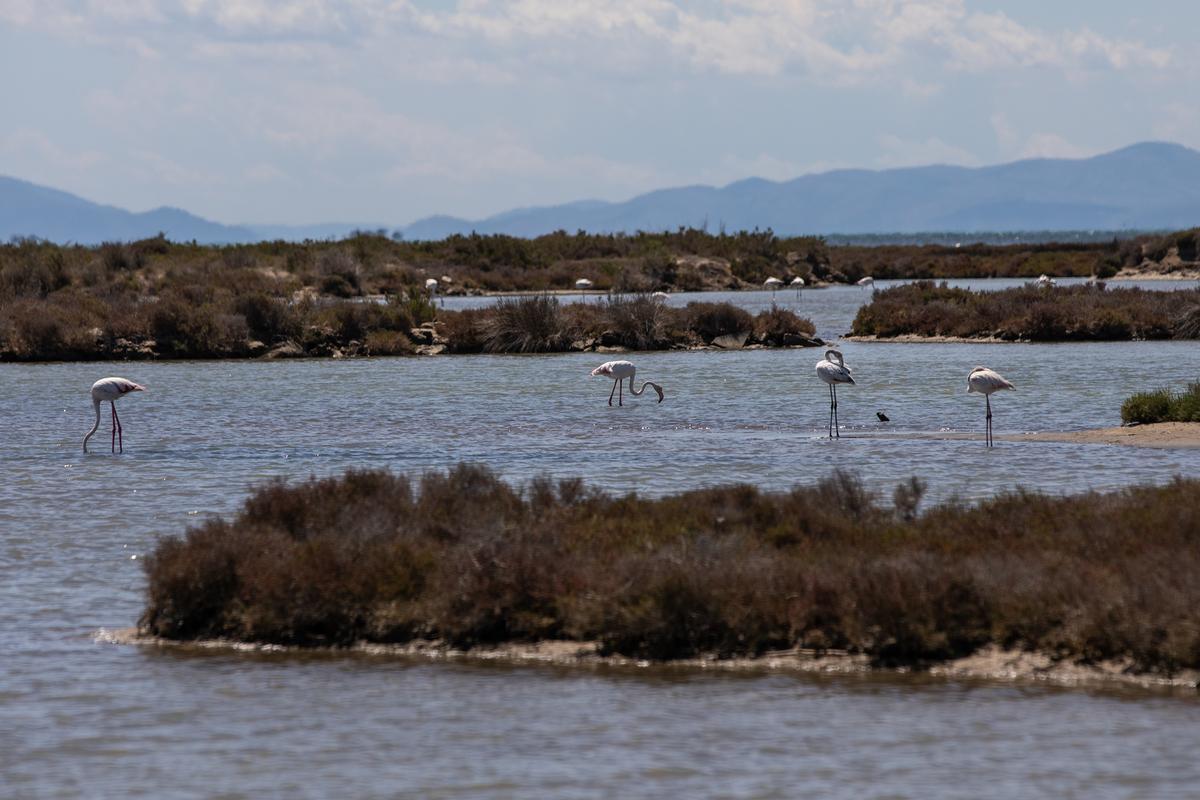 Flamencos en las antiguas salinas, delante de la laguna de la Tancada.