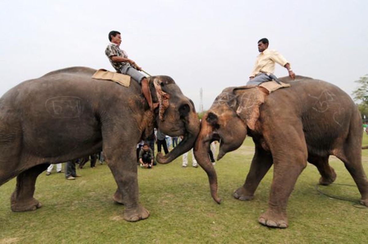 Dos elefants lluiten durant el Festival Suori, que forma part de la celebració del Rongali Bihu, a Boko, Índia.
