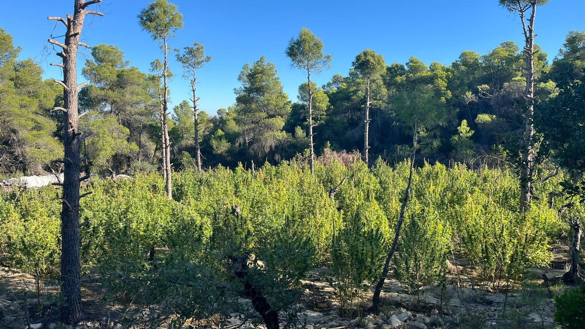Los narcos usan técnicas de cultivo avanzadas para triplicar la producción de marihuana en Catalunya