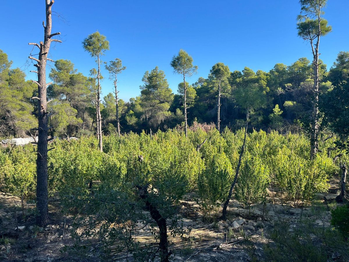 Una imagen de la plantación encontrada por Mossos en la Fulleda Una imagen de la plantación encontrada por Mossos en la Fulleda