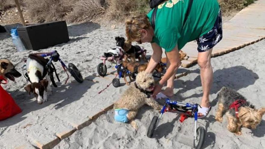 Varios perros que acoge el colectivo jugando en la playa dels gossets.