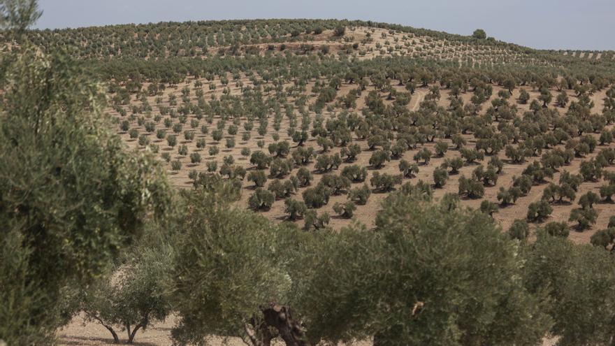 La crisis climática ha causado 1.200 millones en pérdidas agrarias este año en España