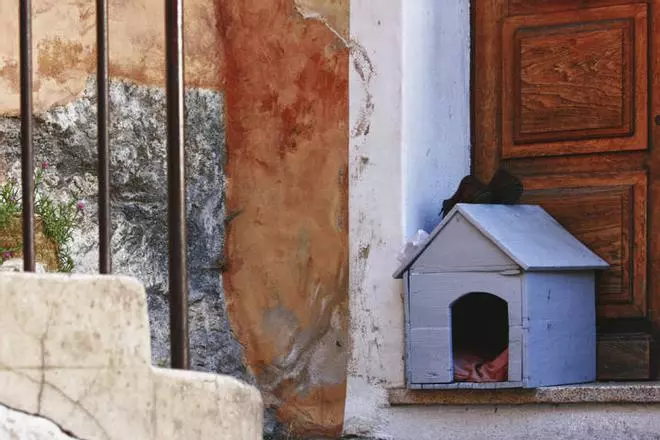 Las mejores casetas para perros