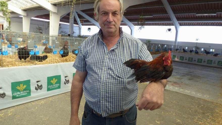 Emilio Martínez, con un gallo de raza serama, ayer, en la muestra avícola de Tineo.