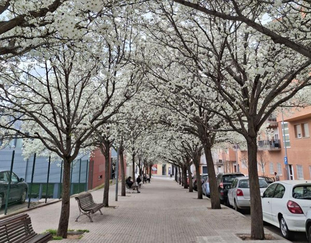 Aspecte del carrer Doctor Llatjós