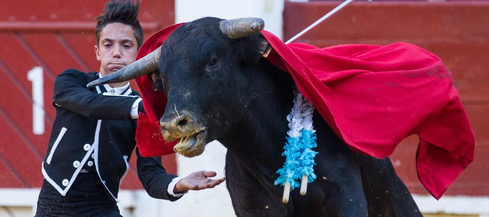 Fervor por los nuevos valores en la becerrada de la feria de San Juan