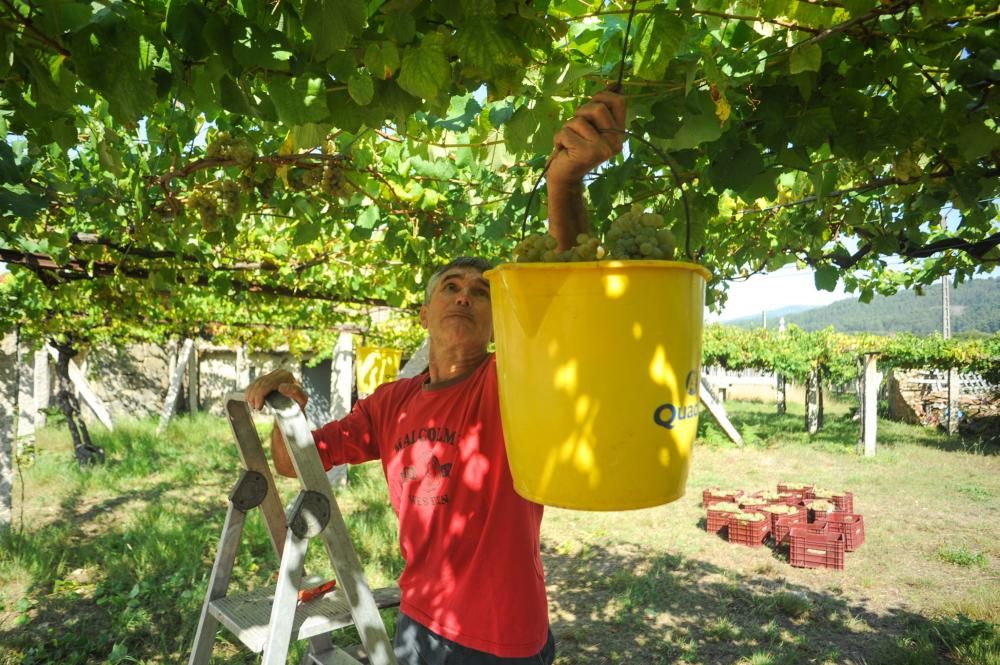 Primer fin de semana de vendimia en Rías Baixas