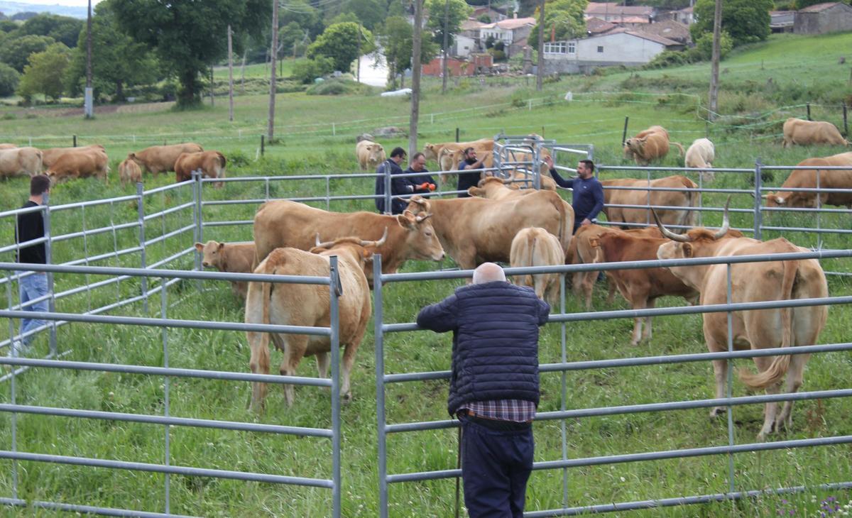 La Xunta tiene en marcha un proyecto para la recuperación genética de la Rubia Gallega tradicional