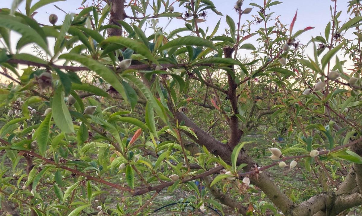 Almendro afectado por las heladas.