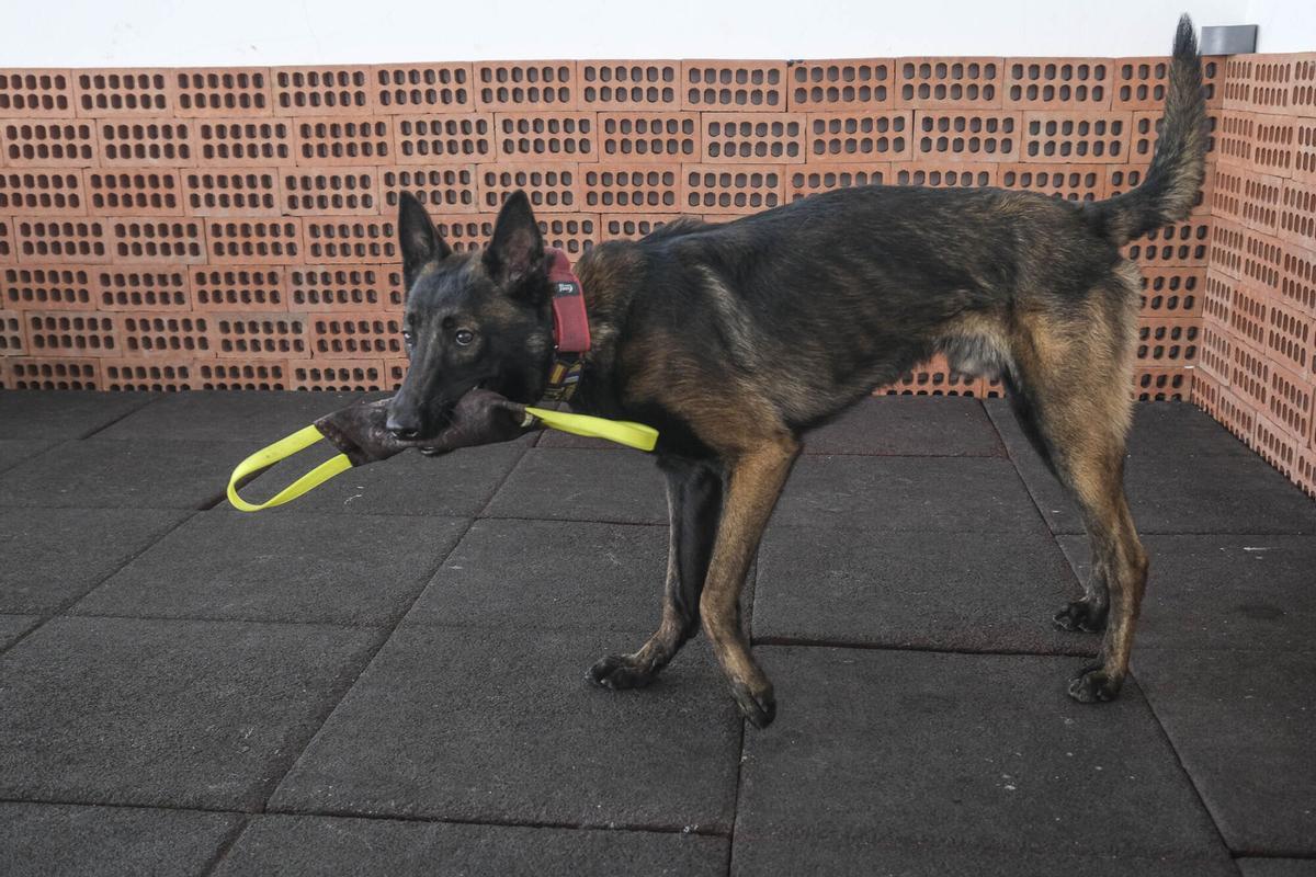 Los perros del Grupo de Guías Caninos (UCAPOL) de la Policía Local de Las Palmas de Gran Canaria, Cujo y Apolo