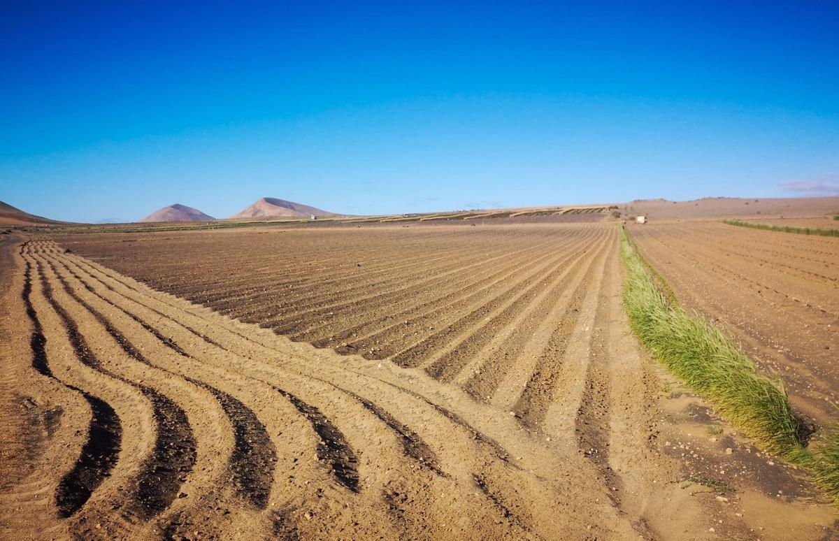 Cultivos en jable de Lanzarote.