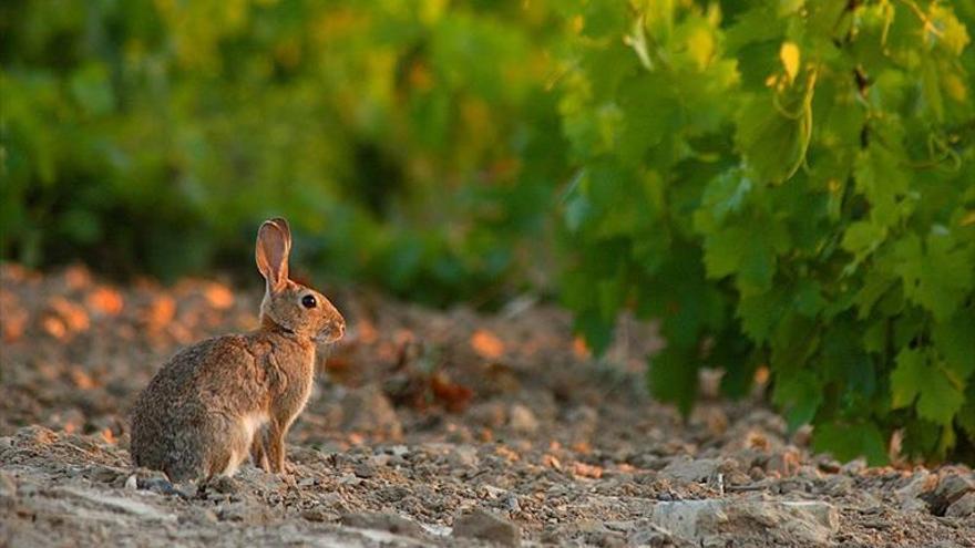 La Junta amplía la caza del conejo para evitar daños en los cultivos