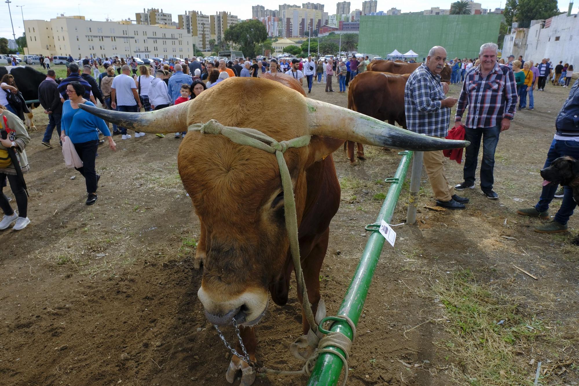 Feria de ganado y procesión en Jinámar