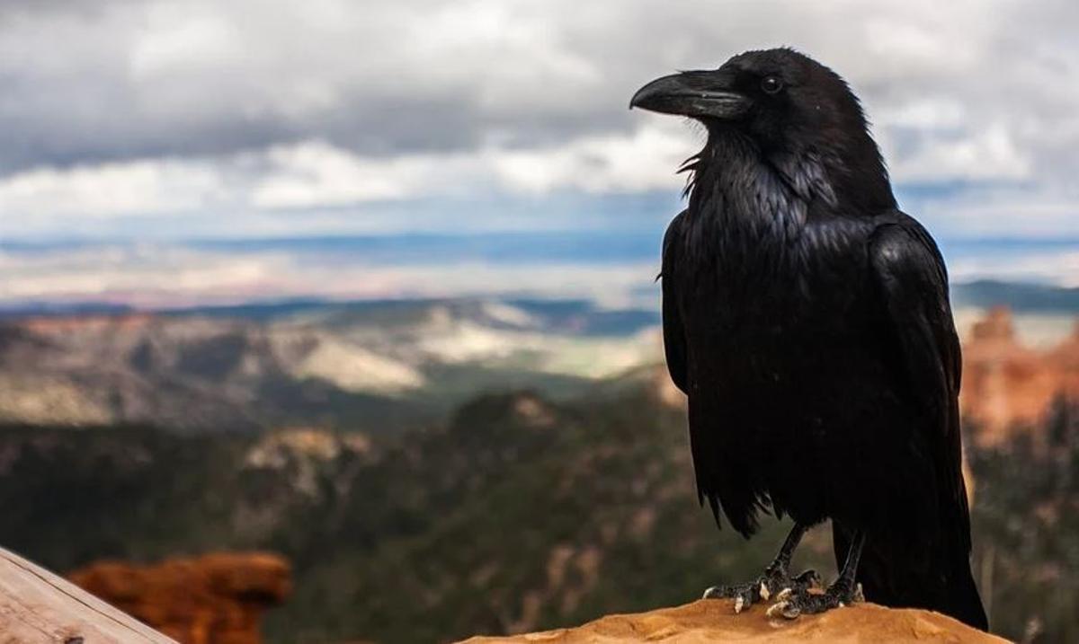 Horóscopo americano: Conoce cuál es tu signo del zodiaco y qué animal eres