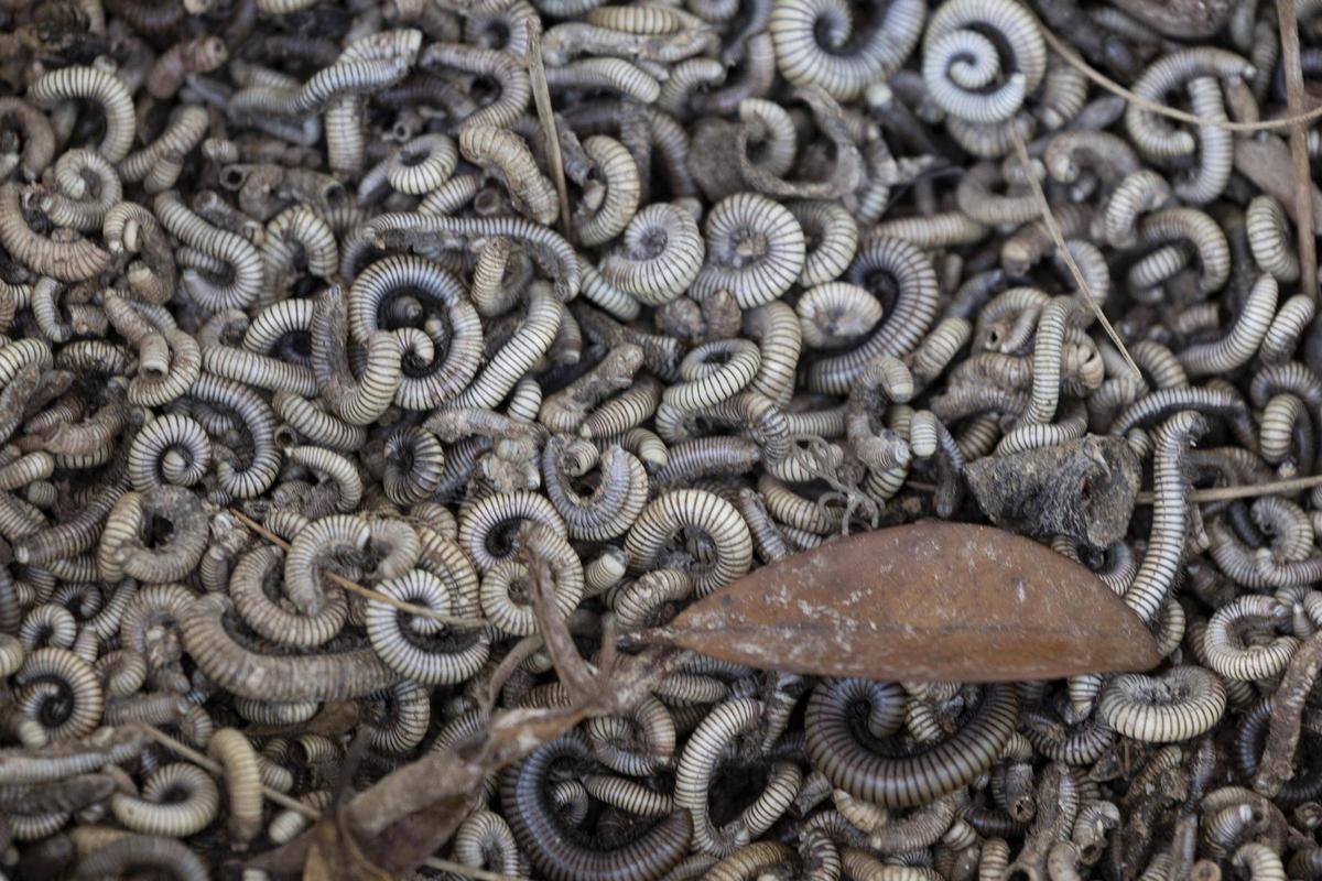 Milpiés recogidos en una vivienda de la urbanización del Carraixet en Xàtiva.