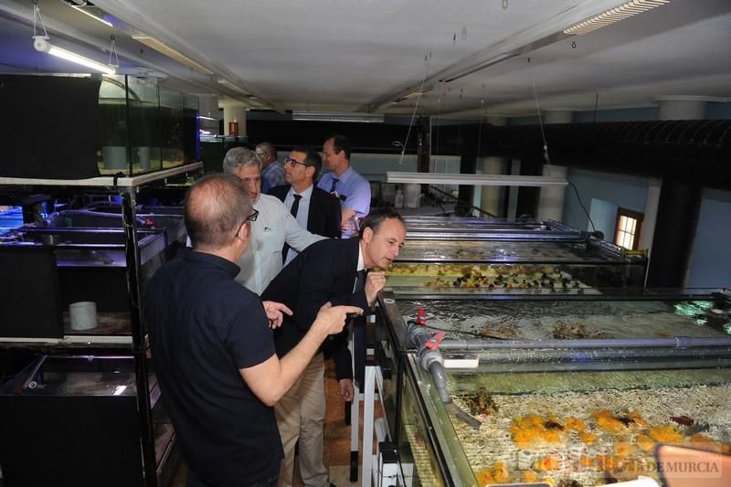 El acuario de la UMU albergará las especies emblemáticas del Mar Menor