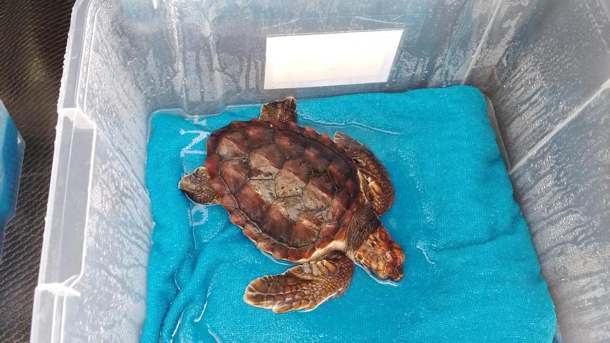 Uno de las tortugas bobas nacidas en Marbella