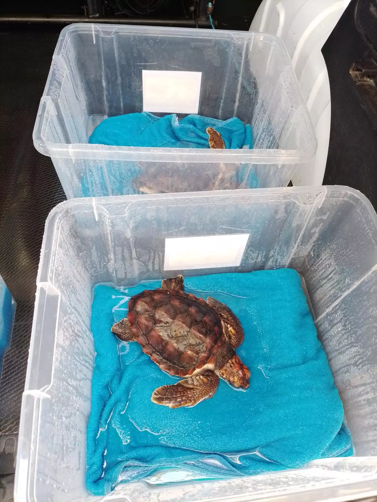 Cinco tortugas bobas nacidas en Marbella se fortalecen en Selwo Marina