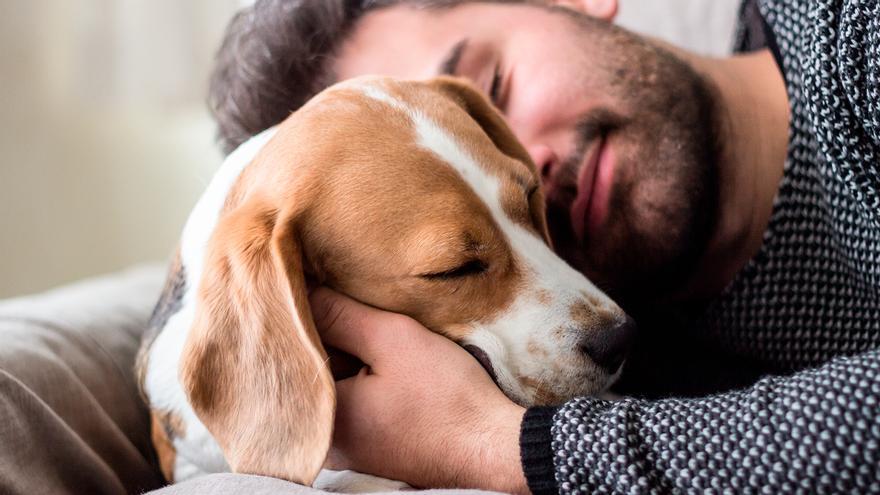 La raza de perro más cariñosa que ayuda contra el estrés y la depresión