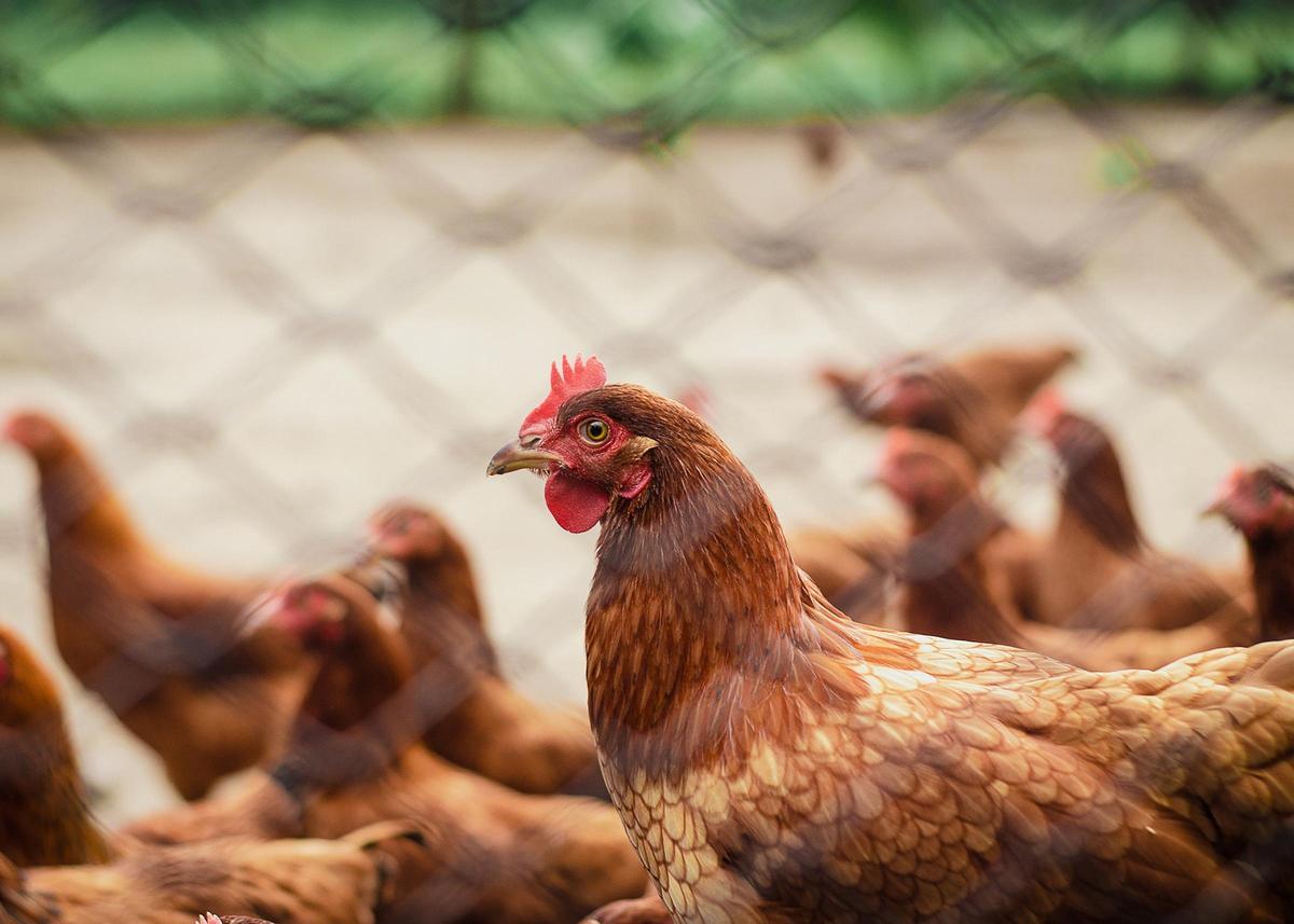 Gallinas ponedoras de huevos en una granja, en una imagen de archivo.