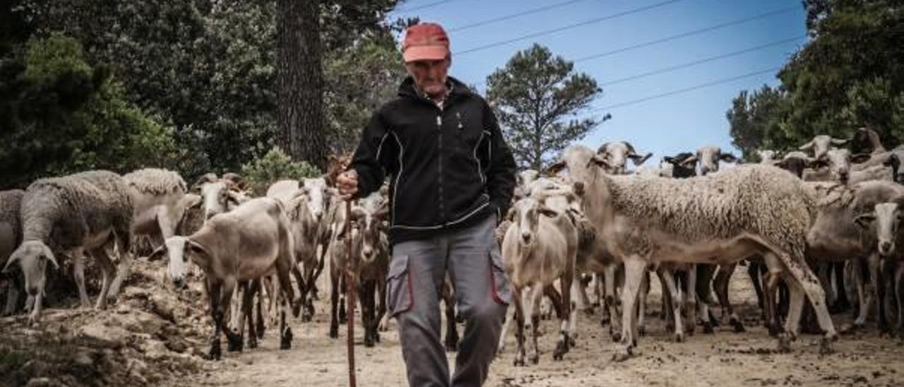 El rebaño de ovejas y cabras que pastura por el parque natural de la Font Roja.