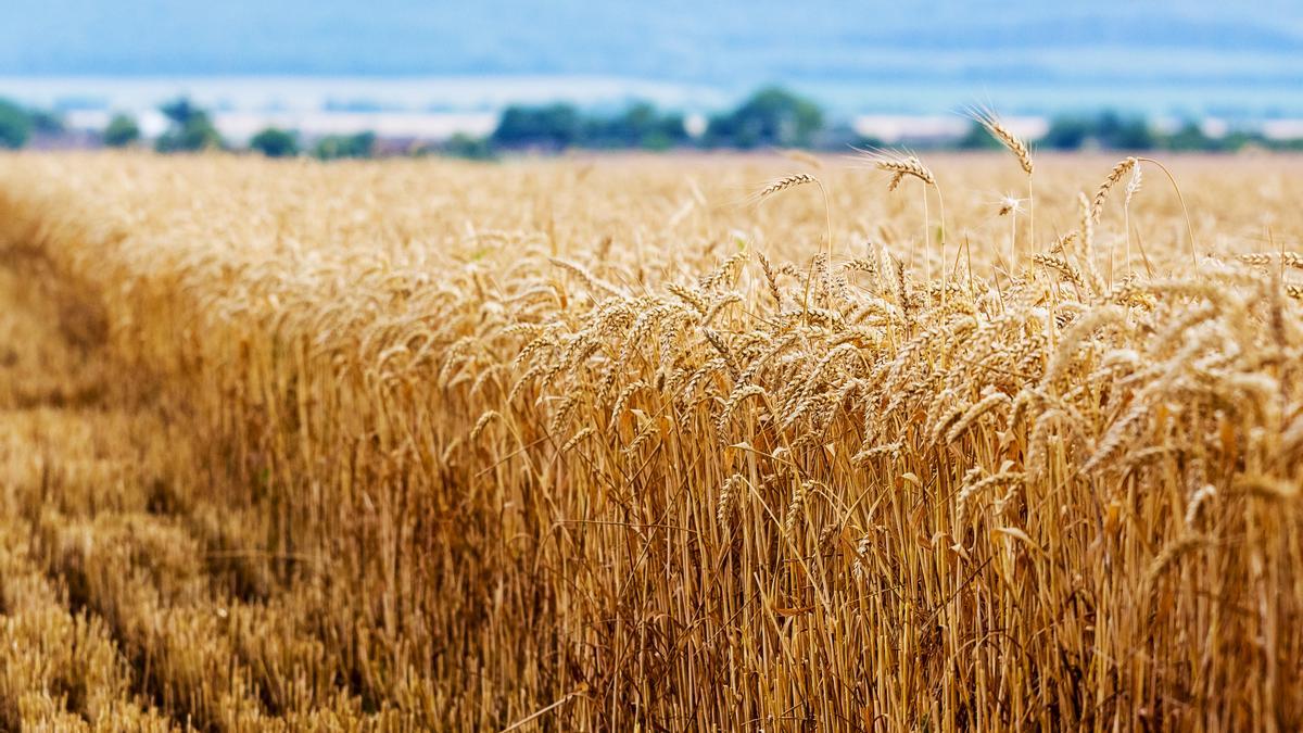 El cultivo del cereal está sometido a muchas adversidades, sobre todo en momentos claves de su desarrollo como son el ahijamiento y el espigado