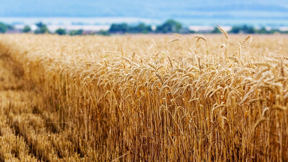 Rússia i Ucraïna acorden desbloquejar les exportacions de cereals