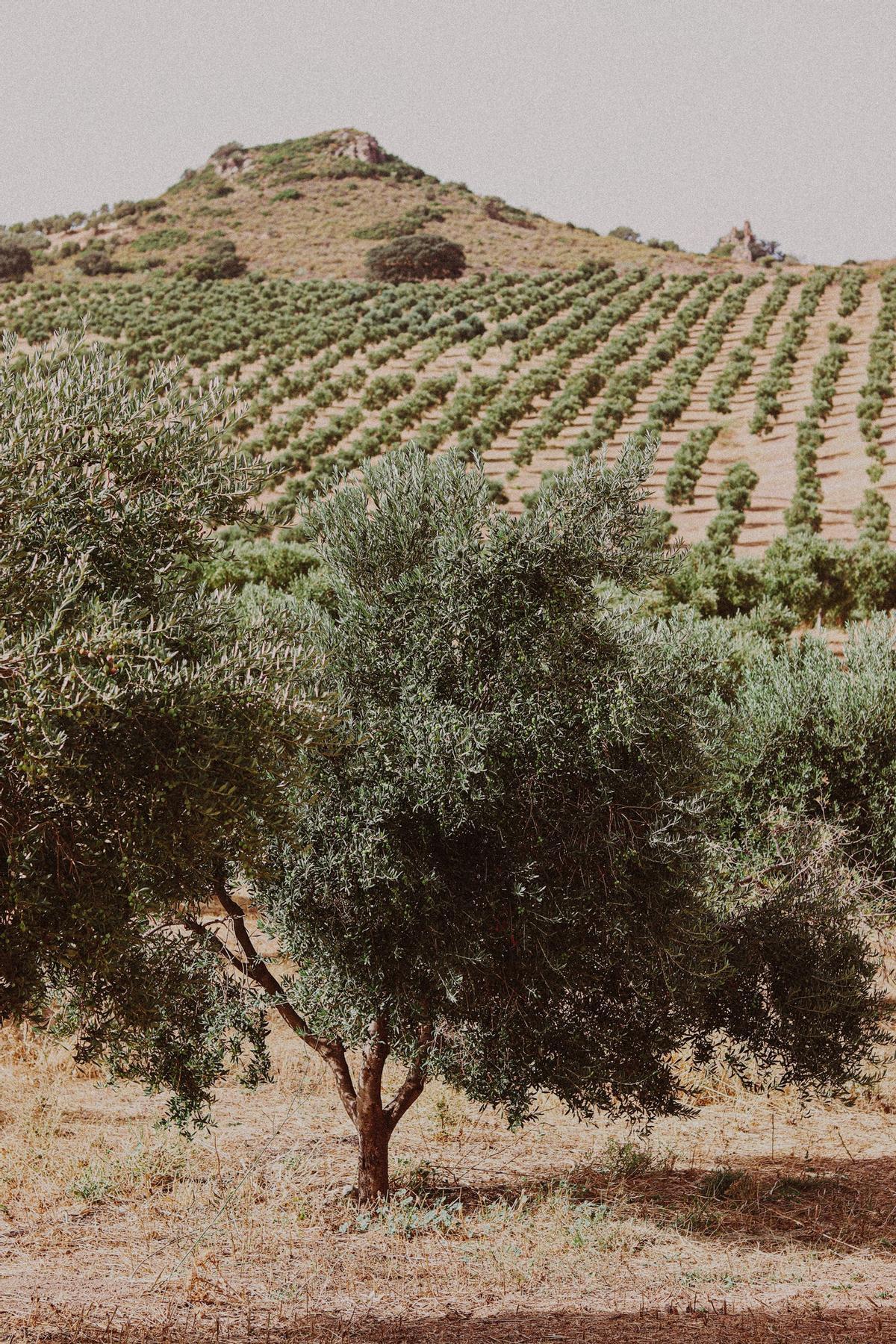 La Finca La Torre está en Bobadilla, rodeada de restos de patrimonio histórico.