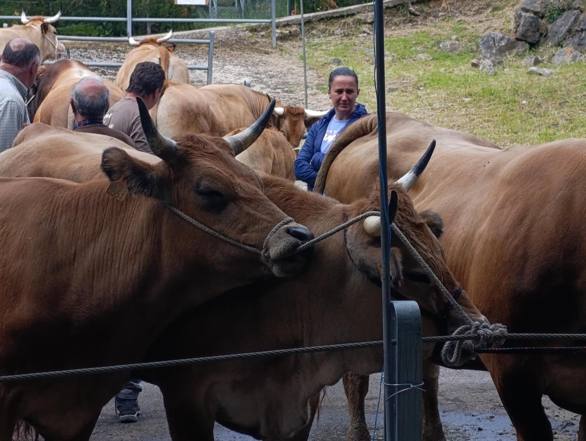 El XXXI Certamen-Exposición de Asturiana de los Valles de Teverga, en imágenes