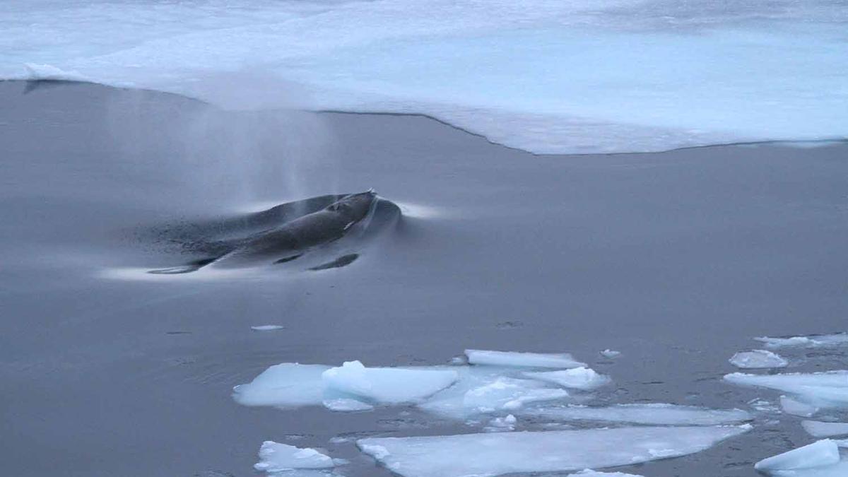Ballena minke antártica golpeando el mar.