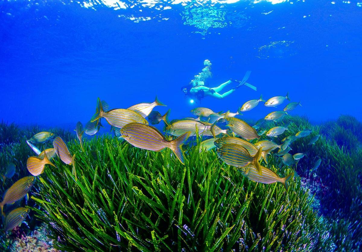 Si hay algo que caracteriza a Cabo de Palos – Islas Hormigas, en Cartagena, es su gran diversidad biológica.
