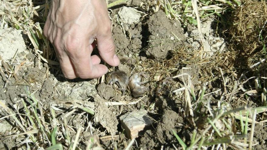 Huras de topillos en una parcela agrícola de la provincia de Zamora.