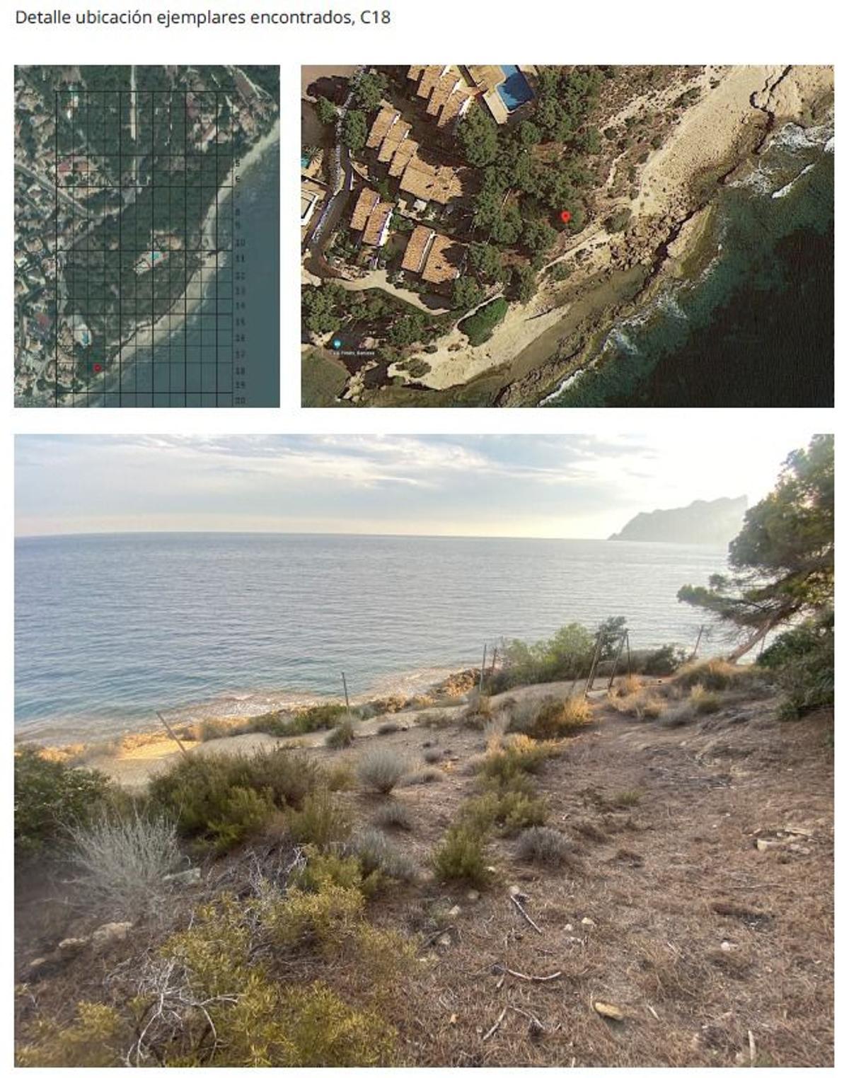 Protección de la helianthemum caput-felis.