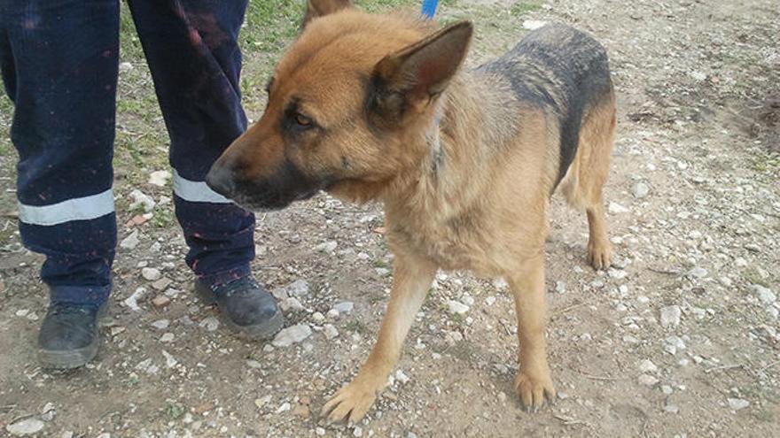 La Policía Local entrega en adopción a los últimos perros de su Unitat Canina