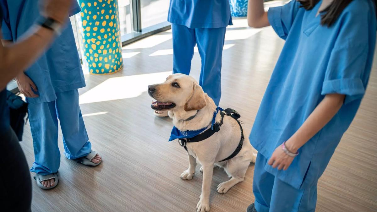 La perra Kai en una de las sesiones de terapia del hospital Sant Joan de Déu de Manresa