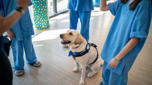 La perra Kai en una de las sesiones de terapia del hospital Sant Joan de Déu de Manresa